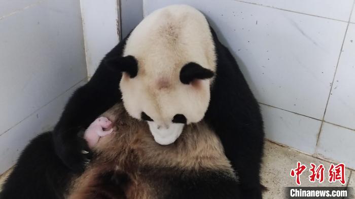 重慶動物園大熊貓家族喜迎新生