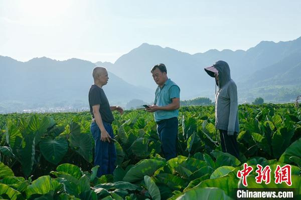 廣西辳業(yè)部門建立蔬菜生産保障機(jī)制