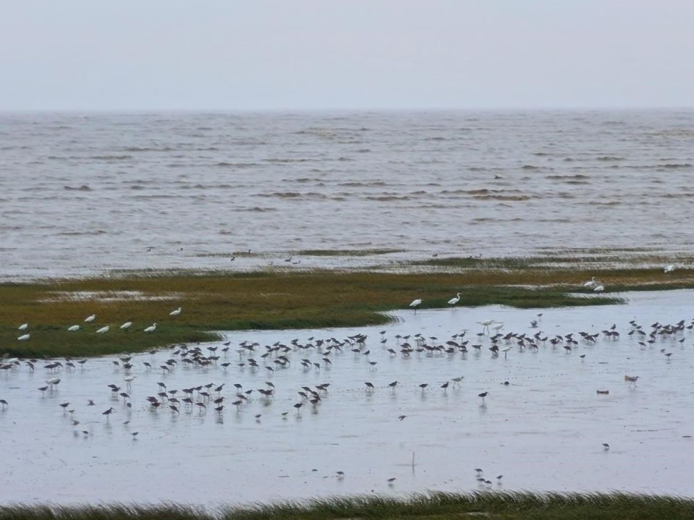 上海崇明東灘候鳥棲息地：保護(hù)與觀鳥共賞