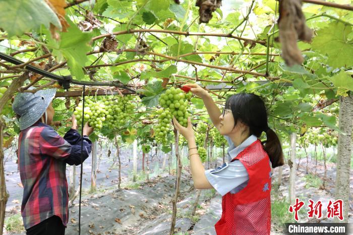 高速公路助力葡萄種植致富