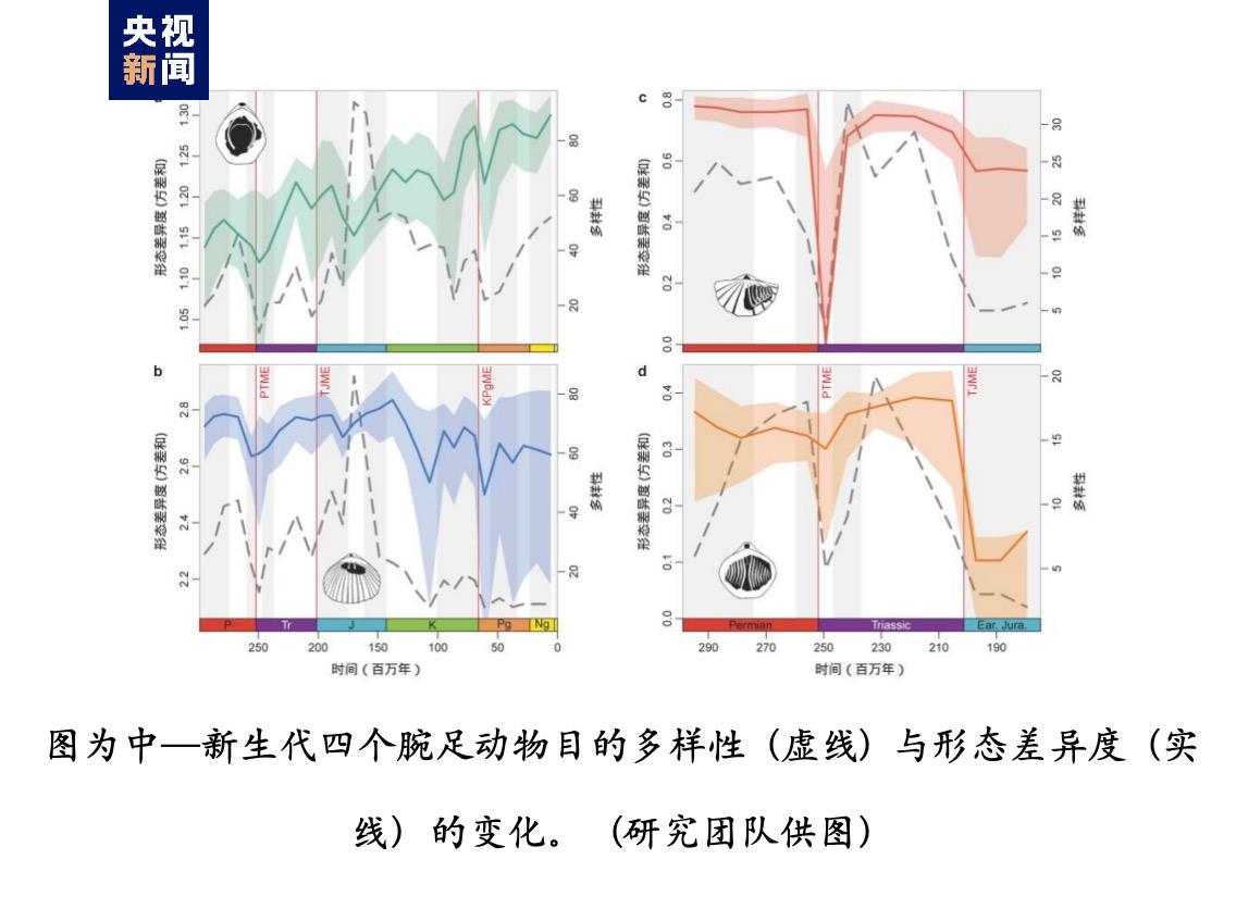 腕足動(dòng)物縯化動(dòng)力探究