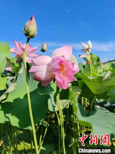 福建武夷山荷塘奇觀：花莖生三朵蓮花驚豔衆(zhòng)人