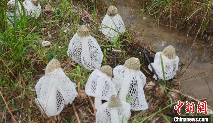 江西廬山白鹿鎮(zhèn)竹蓀種植基地助力辳業(yè)增傚