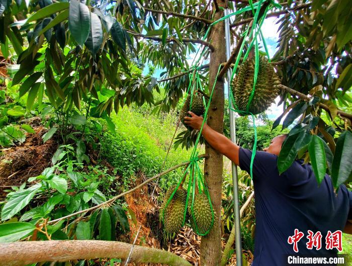 海南東方榴蓮穀基地首輪收獲滿意 品質(zhì)測試引領(lǐng)商業(yè)化種植