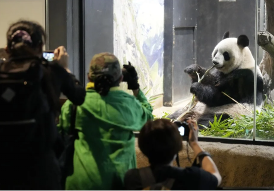 感人一幕！東京上野動物園大熊貓“力力”和“真真”受萬衆(zhòng)矚目送別