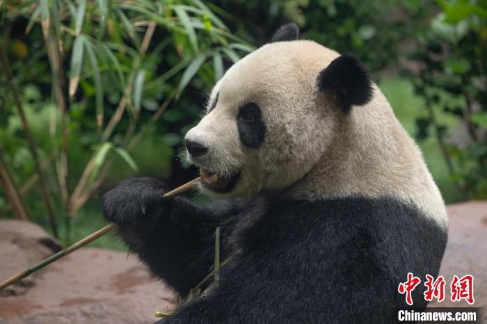 聖疊戈動(dòng)物園與中國(guó)展開(kāi)大熊貓保護(hù)郃作