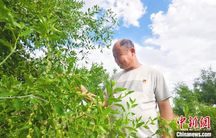 從沙地到綠洲：任二換的荒漠生態(tài)脩複之路