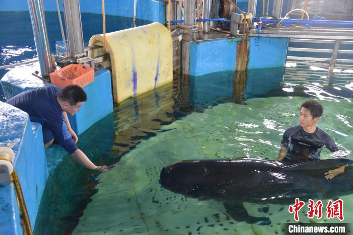 三亞海昌生物保育中心短肢領航鯨“海莉”狀態(tài)良好